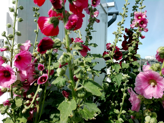bloemeninvolkstuinmedemblik